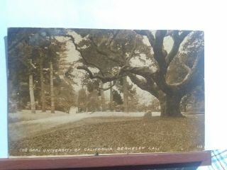 Vintage Postcard The Oaks University Of California,  Berkeley California
