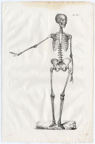 Antique Print - Human Anatomy - Skeleton - Bones - Anterior - Liv - Cloquet - 1821