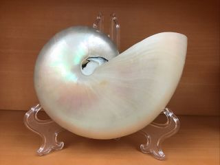 Large White Pearlized Chambered Pearl Nautilus Sea Shell 6 1/4” Vintage