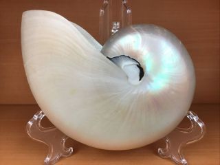 Large White Pearlized Chambered Pearl Nautilus Sea Shell 6 1/4” Vintage 2