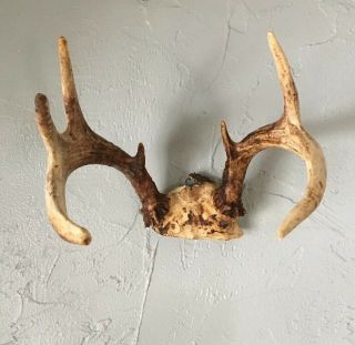 Whitetail Deer Antler Small Rack Vintage Scull Cap Mount Hunt Cabin Wall Hanging