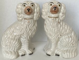 Antique Staffordshire Dogs Pair White And Gold With Pink Snoot