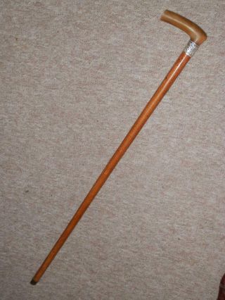 Antique Large Walking Stick/cane W/bovine Horn Fritz Handle & H/m Silver Collar
