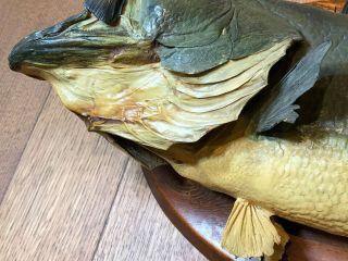 Vintage 1960 ' s Real Skin Largemouth Bass Taxidermy Fish Mount 19 