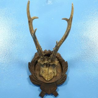 12 " Antique German Black Forest Carved Antler Mount Plaque Stag Deer Hunt C1900