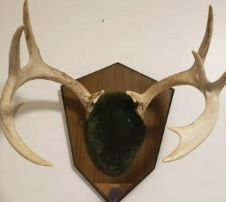 Vintage Atypical Whitetail 10 Point Mounted Antlers