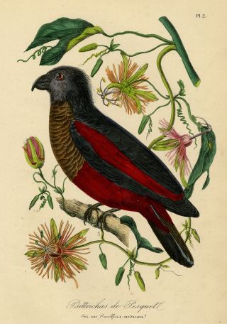 Antique Print - Birds - Pesquet 