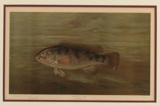 4 Antique 19thC William C.  Harris John L.  Petrie Fish Chromolithograph Prints 3