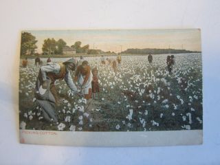 Vintage Tucks Postcard African Americans In Dixie Land Picking Cotton