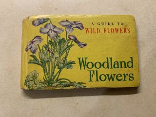 Vtg Whitman A Guide To Wild Woodland Flowers Illustrated In Color Everett 1945