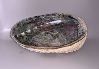 Vintage Authentic Abalone Shell Trinket Dish