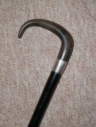 Antique Walking Stick/cane W/ Bovine Horn Handle & Nickel Silver Collar - 92cm