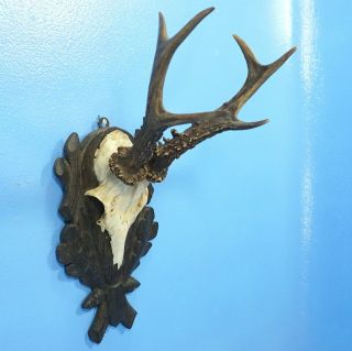 Antique German Black Forest Wood Carved Stag Deer Antler Plaque Hunt C1900