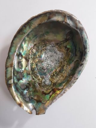 Abalone Shell Smudging Spiritual Cleansing Mother Pearl Bohemian Ex Large 7 " Vtg