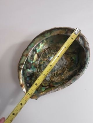 ABALONE SHELL Smudging Spiritual Cleansing Mother Pearl Bohemian Ex Large 7 