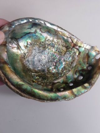ABALONE SHELL Smudging Spiritual Cleansing Mother Pearl Bohemian Ex Large 7 
