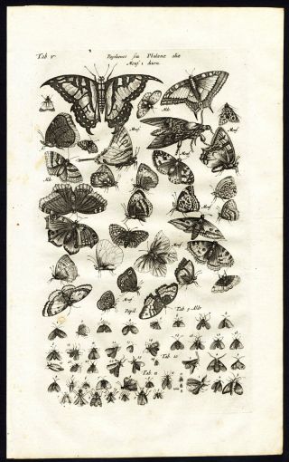 Antique Print - Insect - Butterfly - Moth - Butterflies - Jonston - Merian - 1657