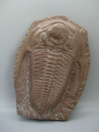 Vtg Paradoxides Trilobites Resin Cast Fossil Mid Cambrian Example Large