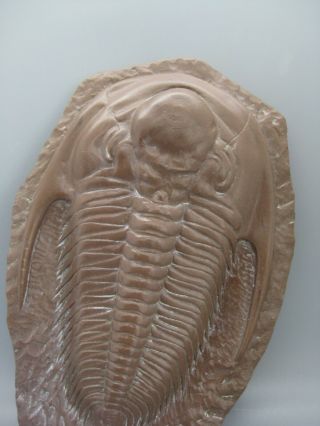 Vtg PARADOXIDES TRILOBITES RESIN CAST FOSSIL MID CAMBRIAN EXAMPLE LARGE 2
