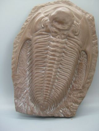 Vtg PARADOXIDES TRILOBITES RESIN CAST FOSSIL MID CAMBRIAN EXAMPLE LARGE 3