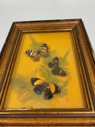 Vintage Real Butterfly Taxidermy Specimen Art Display Specimen