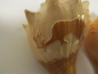 2 Vintage Hand Carved Seashells Deer 3