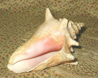 5 Vintage Pink Queen Conch Shell 7.  5 