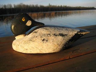 Antique / Vintage Duck Decoy Goldeneye Drake Preening Folk Art Primitive