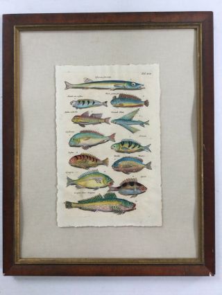 Antique Framed Hand Colored Engraving Merian Mattheus Historiae Naturalis Fish