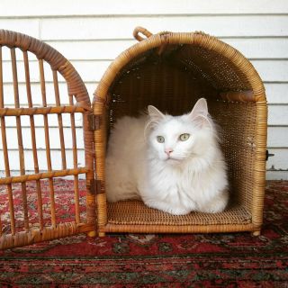 Antique Vintage Wicker Pet Cat Carrier Animal Victorian Rattan Basket Decor Taxi