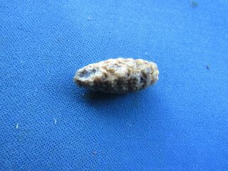VINTAGE UNUSUAL TINY FOSSILIZED FOSSIL PINE CONE,  SEEDS AND SEED HOLES 2