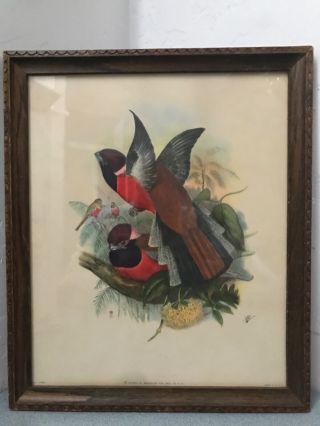 Vintage John Gould Exotic Bird Print Framed.  1180,  Baird 