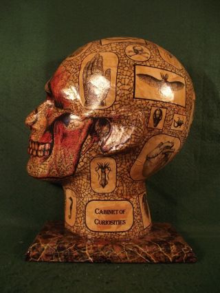 Antique Vintage Style Cabinet Of Curiosities Anatomical 1/2 Head Skull Anatomy