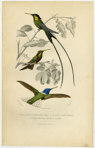Antique Print - Hummingbird - Birds - Buffon - 1853