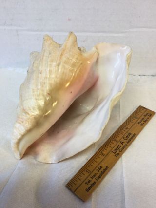 3 Old Vintage Seashells Conch 2