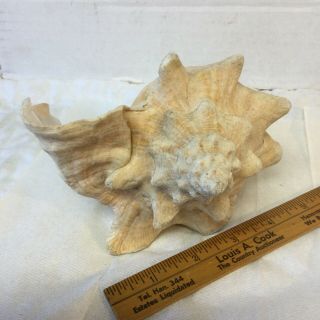 3 Old Vintage Seashells Conch 3