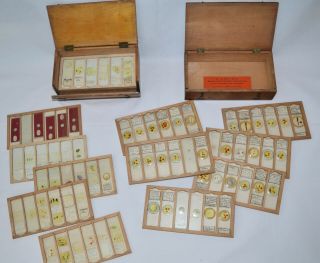 Approx 100 Amateur Microscope Slides In Two Cases.  Brass Microscope.