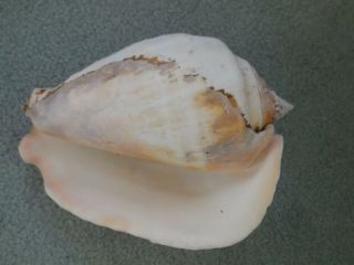 Large Vintage Natural Conch Shell
