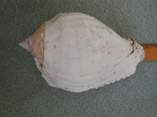Large vintage natural CONCH shell 2