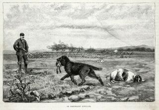 Dog Curly - Coated Retriever & Pointer Hunting Dog Training,  1880s Antique Print