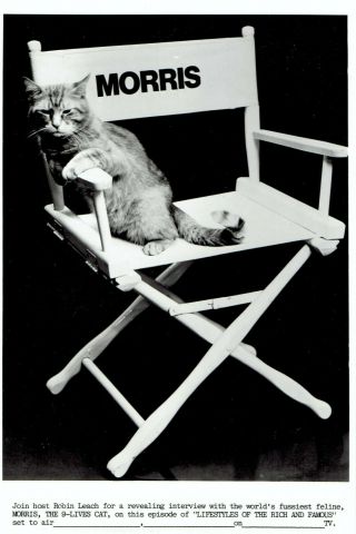 1985 Vintage Press Photo 9 - Lives Morris The Cat Poses In Directors Chair