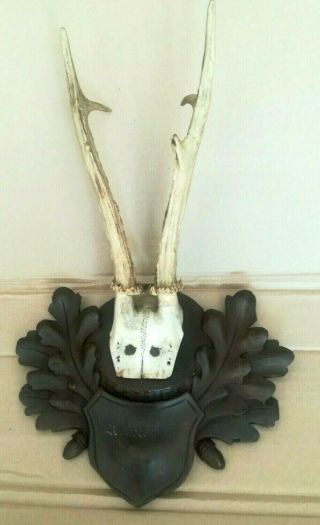 Antique Black Forest Carved Plaque W.  Roe Deer Antlers