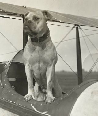 Vintage 1920s Bulldog Studded Collar Plane Airplane B/w Photograph Wwi Dog Fight