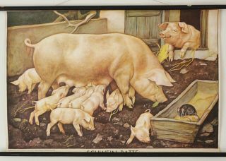 1960 Vintage Pull Down Chart Of Pig,  Piglets.  Antique School Chart.  Large Poster