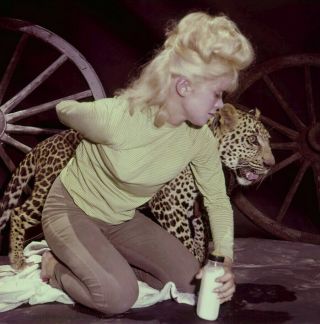 Bunny Yeager 1960s Camera Color Transparency Fabulous Elana Lekas & Leopard Nero