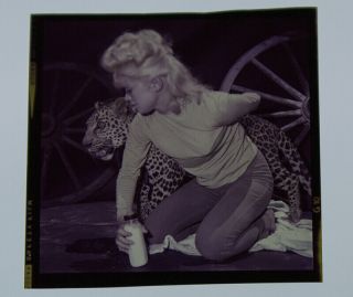 Bunny Yeager 1960s Camera Color Transparency Fabulous Elana Lekas & Leopard Nero 2