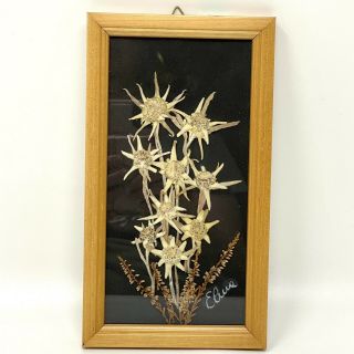 Vintage True Natural Mountain Flowers Framed Pressed Flowers Germany