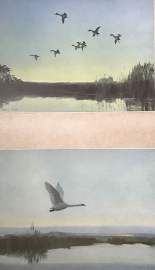 2 Vintage Vernon Ward Prints “green Symphony” & “night Patrol” Swans Ducks Birds