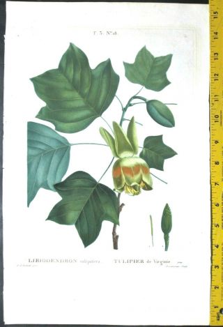 Redoute P.  J.  Tulip Tree,  Liriodendron Tulipifera,  Color - Printed Engraving,  C.  1810