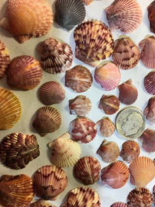 270 Calico Scallops Seashells Hand Collected Wrightsville Bch NC Vintage Natural 2